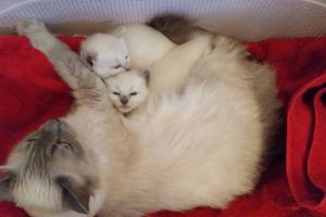 http://www.vanhetgildenhuys.nl/wp-content/uploads/2018/05/2017-09-07-19.11.33-300x200.jpg