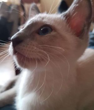 http://www.vanhetgildenhuys.nl/wp-content/uploads/2018/05/2018-02-27-PHOTO-00000327-300x350.jpg