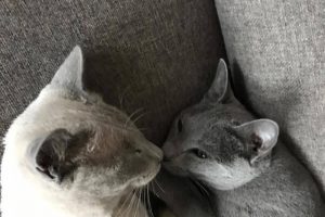 http://www.vanhetgildenhuys.nl/wp-content/uploads/2018/05/21291015_1303092073133380_1053177487_n-300x200.jpg